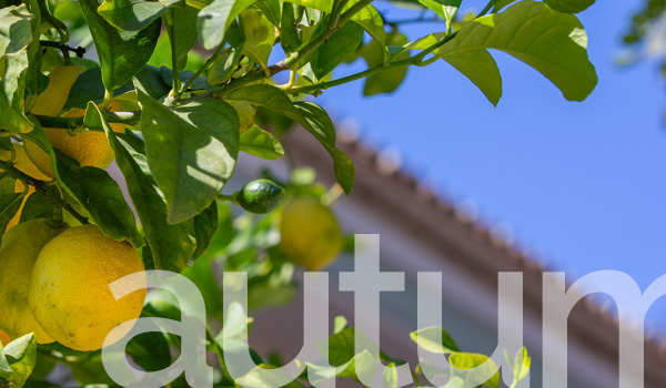 limon otoño